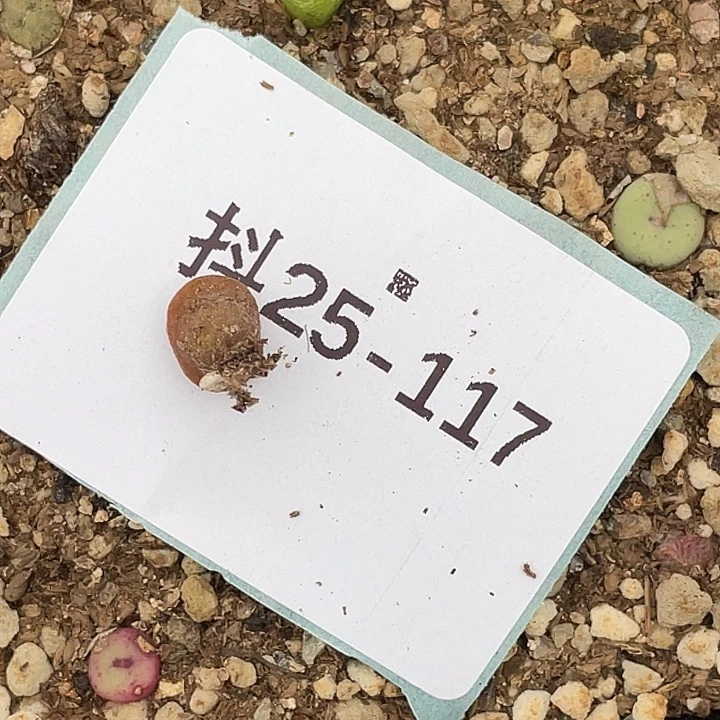 水***冻25-117肉锥多肉植物