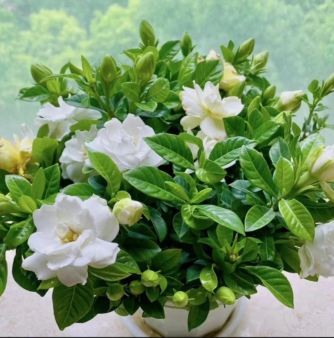 【加大盆栀子花带花苞发货】栀子花盆栽绿植花卉四季开花吸甲醇