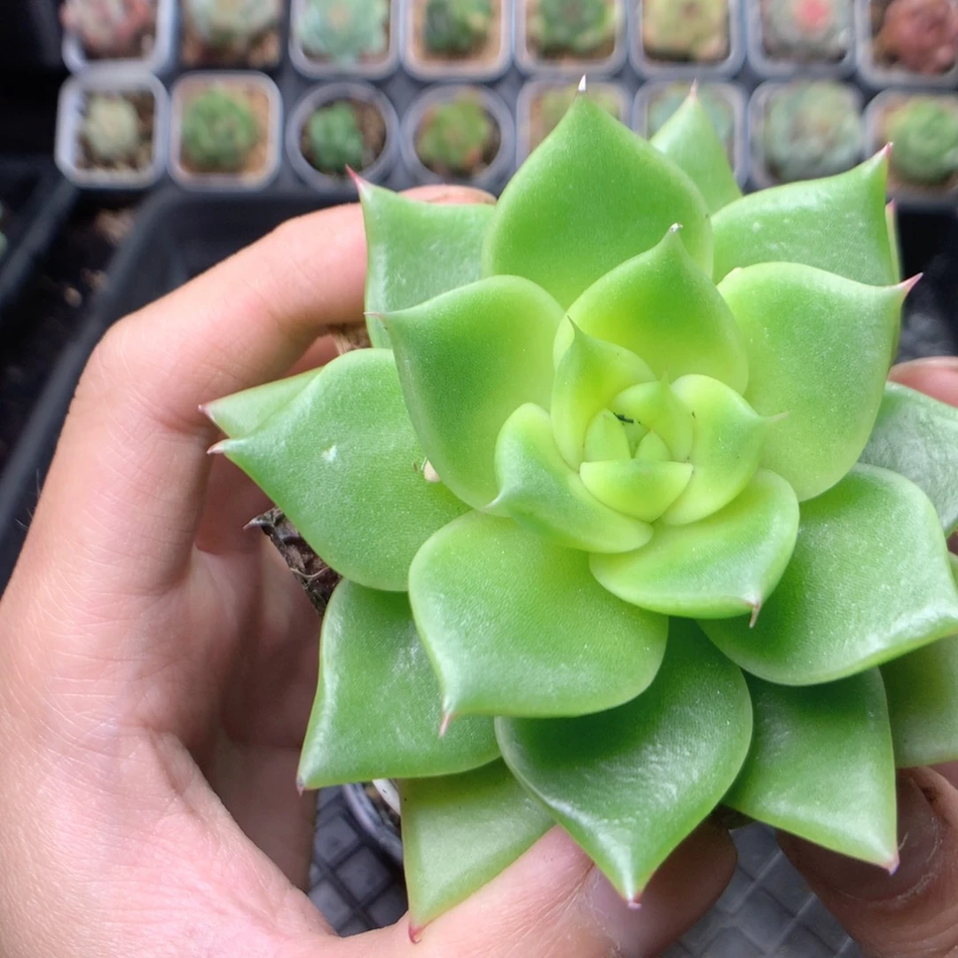 裤***人无花朵S57英语英语英语英语英语