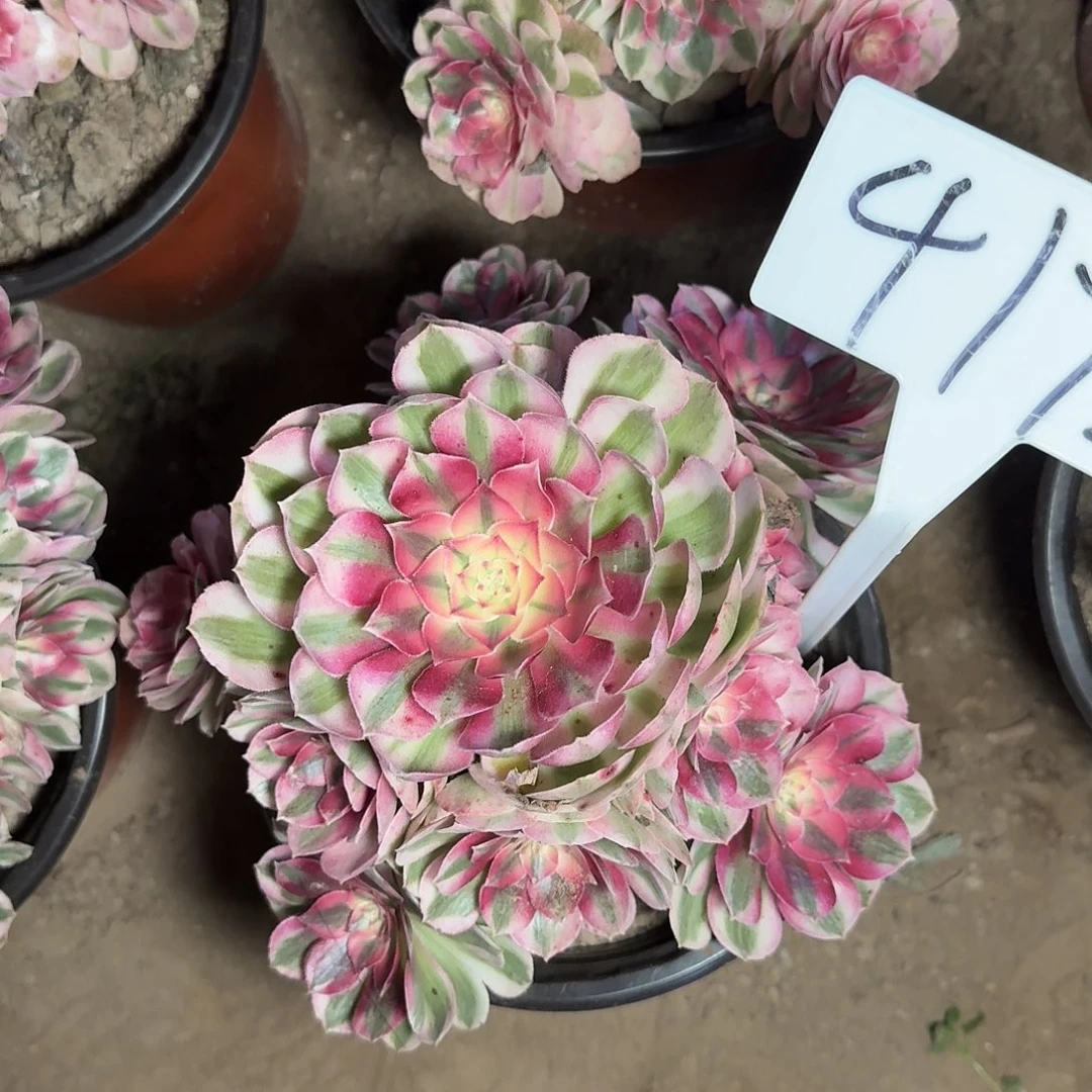 4172倾城多肉法师多肉