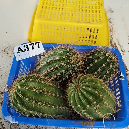 当前无花栽培后可以开花377