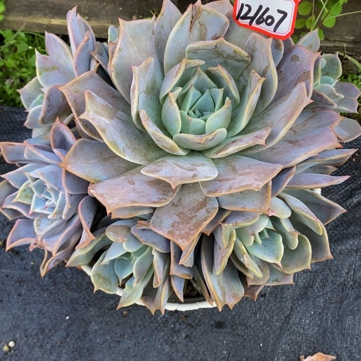 露西娜无砍捧花群