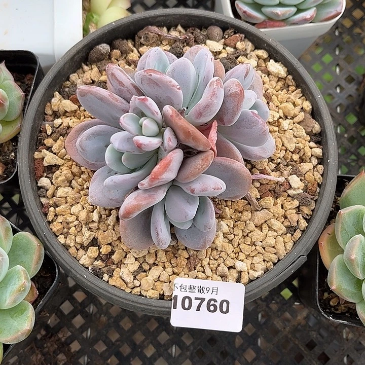 阿雅园艺。        760粉兔