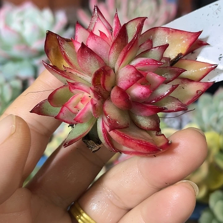 412吉赛尔腹轮锦底座3头