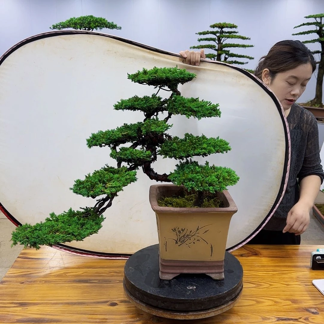 无花朵盆景直播间一物一拍