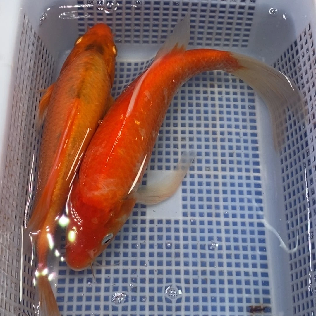 锦鲤冷水锦鲤包邮