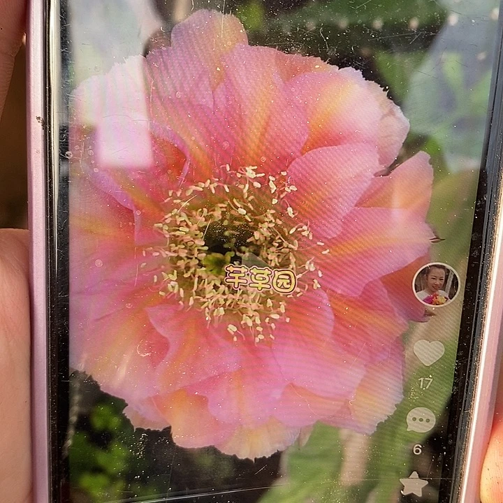 457有根爱甲彩草一颗
