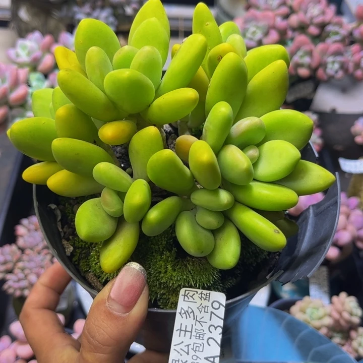 芒果奶酪2379/13cm有砍