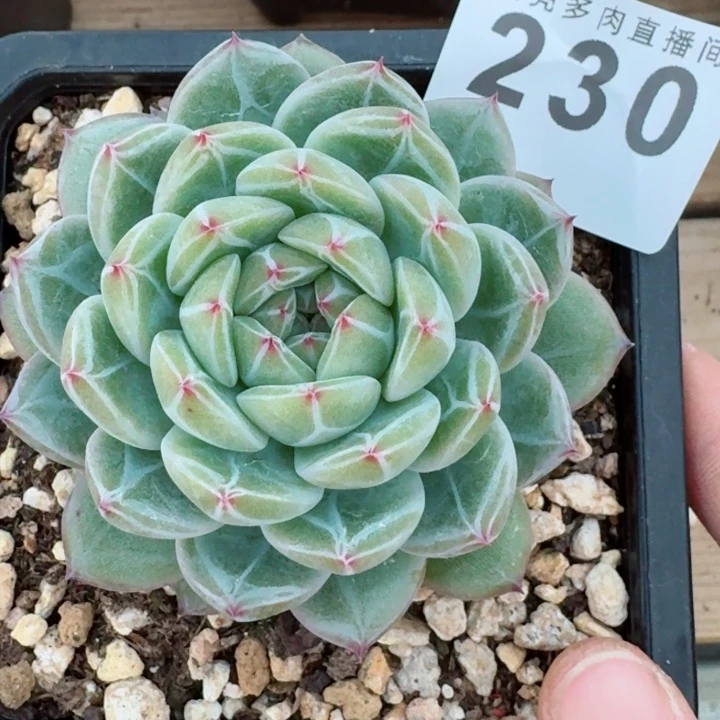 雪花珍妮         精控精养多肉植物