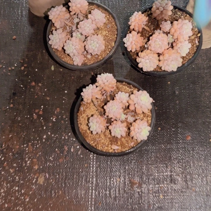 于*生小精控洛可可