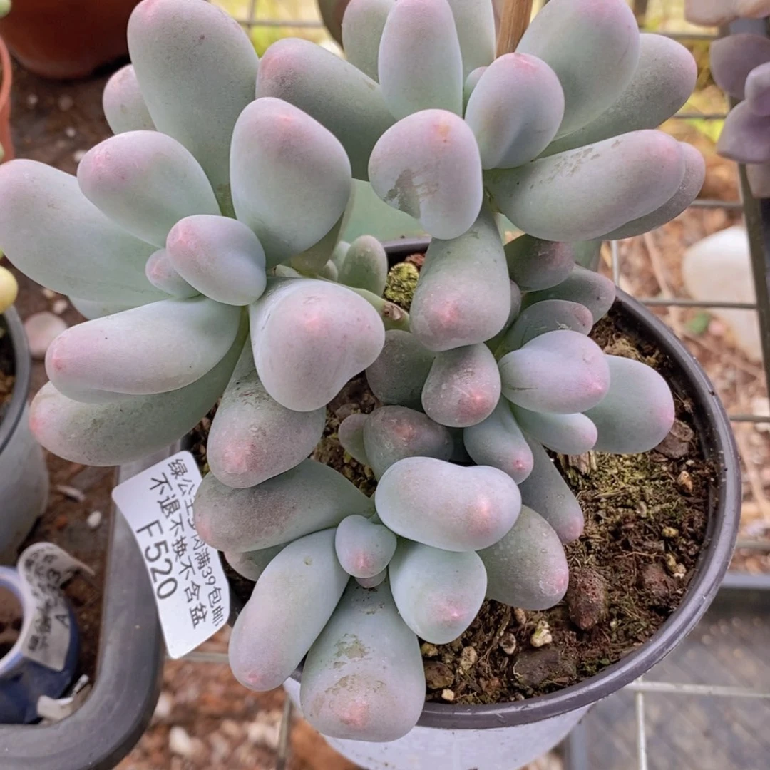 比尔盖茨12cm520多肉植物