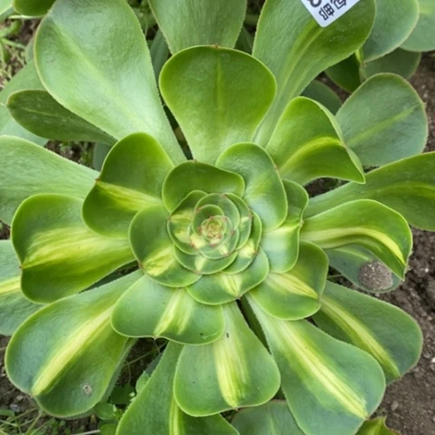 733暴君满25包邮多肉