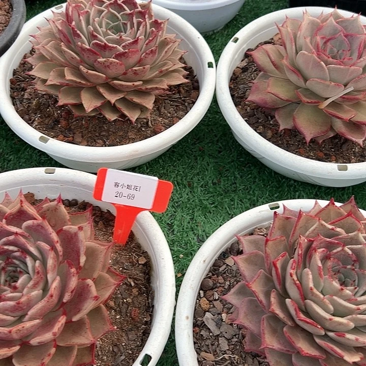 20.69红娘一个脱 土