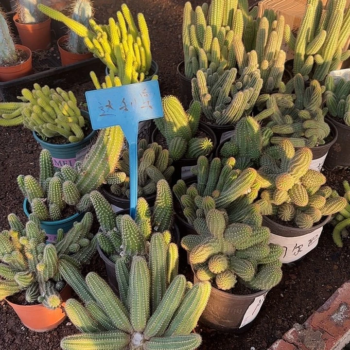 开播福利白檀随机品种（掉头不售后）