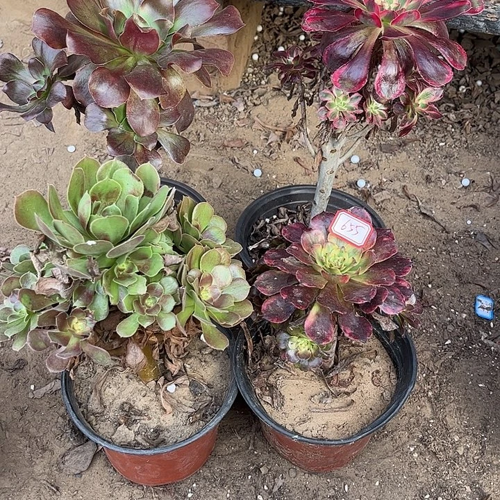 655多肉植物组合，