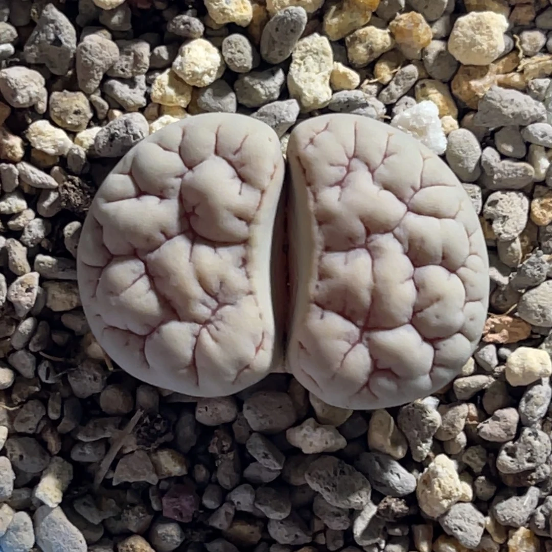 ✨*✨4097荒1891专拍