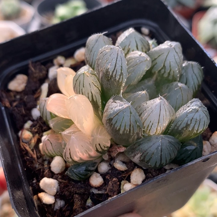 龙爪玉露锦，带盆一起