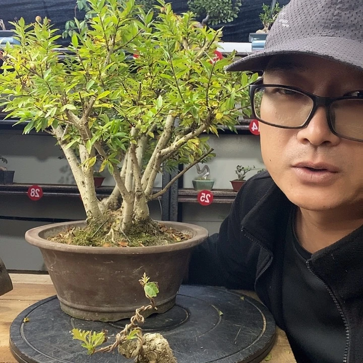 众***哥无花朵水杨梅一个带盆