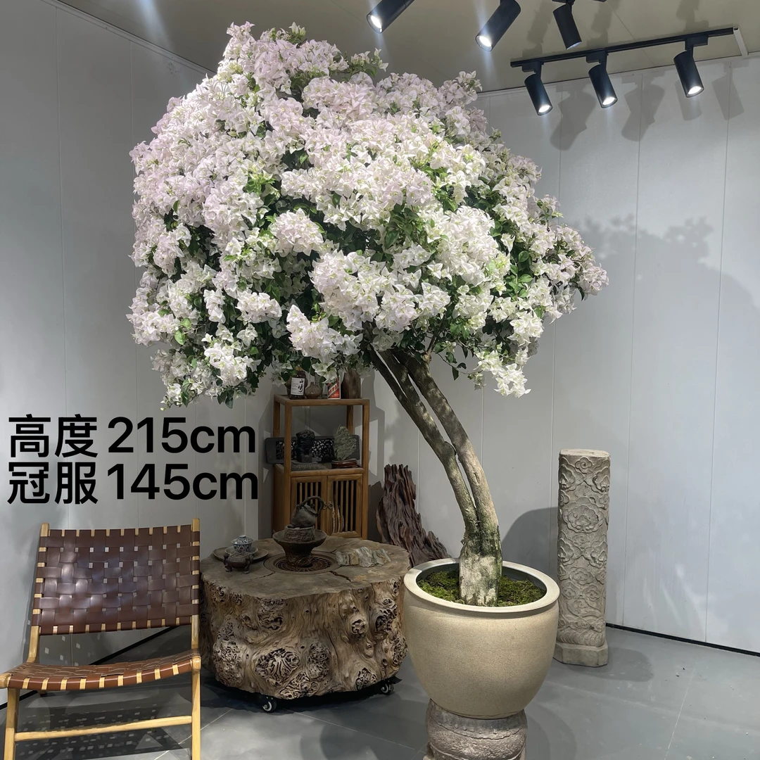 严天盆景｜精品老桩丽娜三角梅盆景
