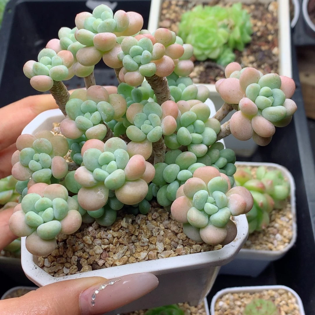 58包邮  群生不包整41