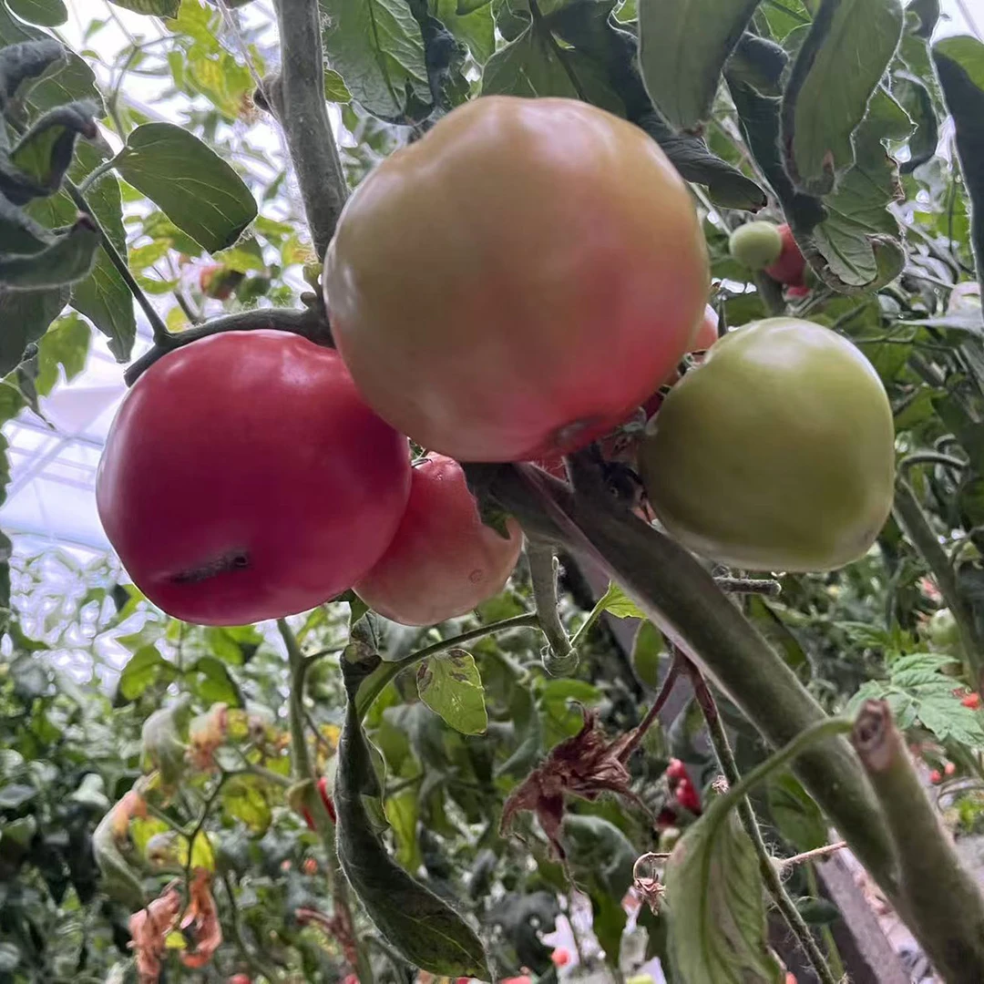 老品种大西红柿自然熟沙瓤番茄新鲜现摘水果生吃炒菜小时候的味道