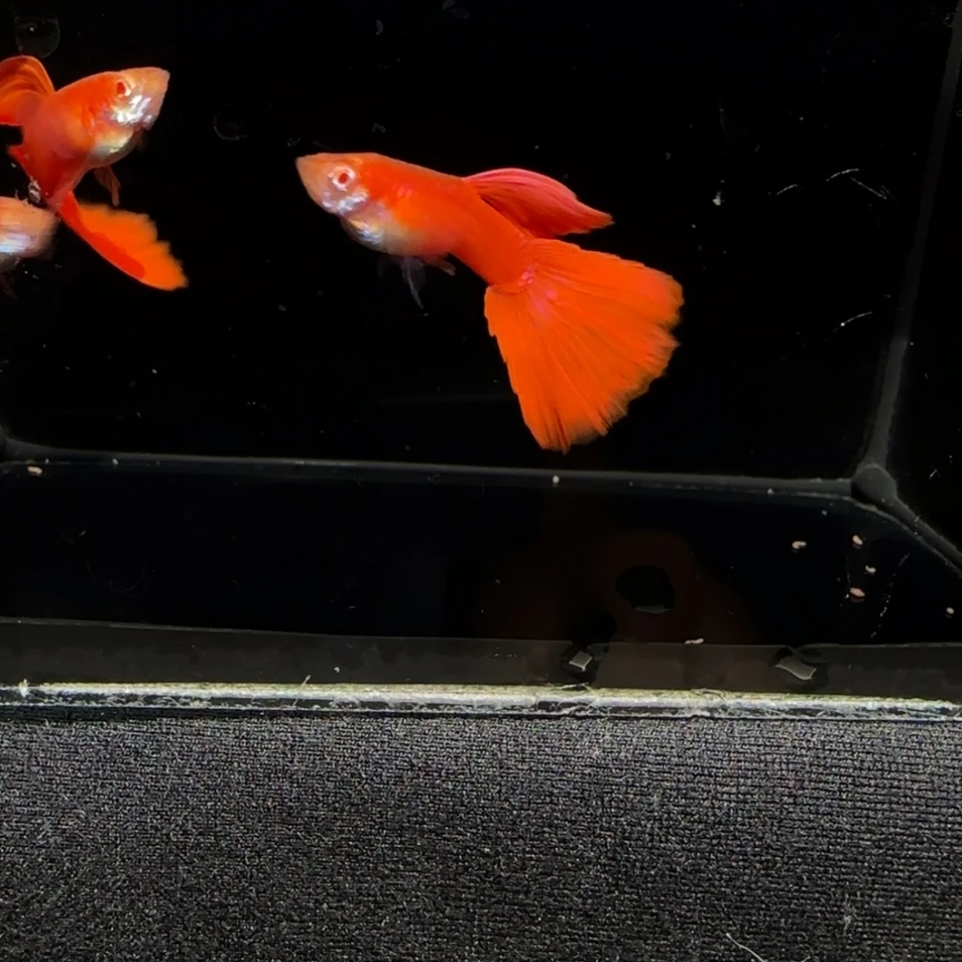 全红白子大背3公2母