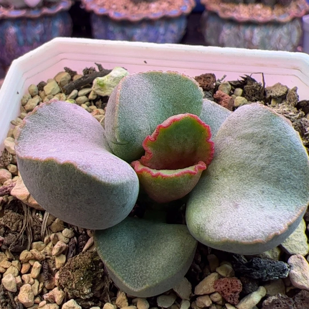 杂交新品 啦啦啦啦啦啦啦