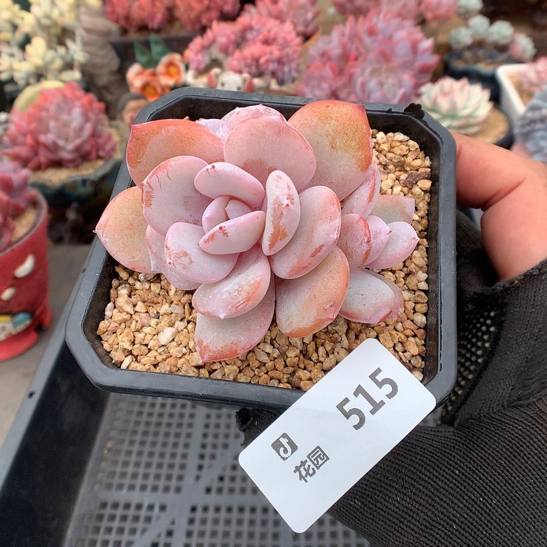 515奶茶多肉植物6666