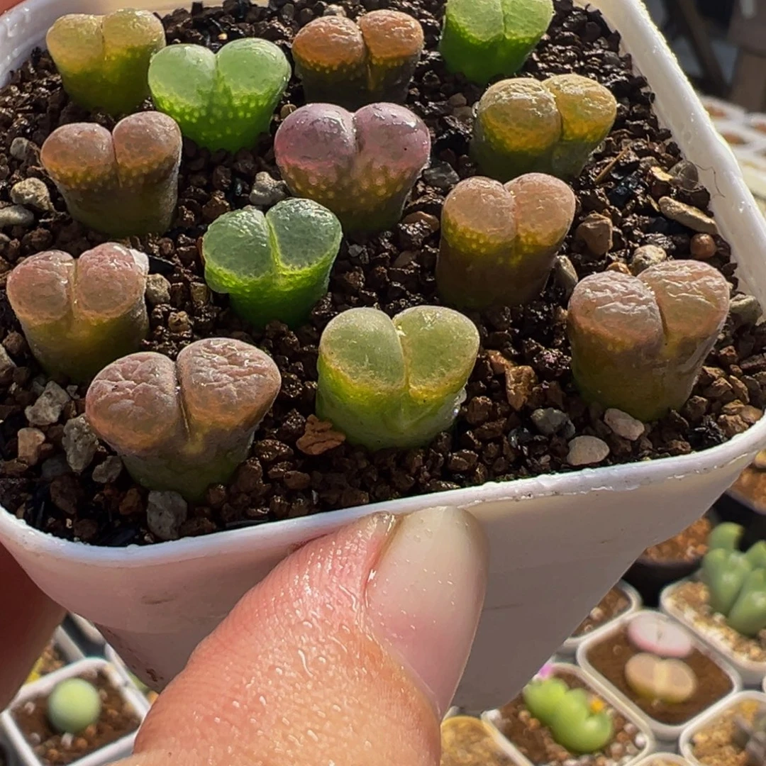 175多肉植物种类多样