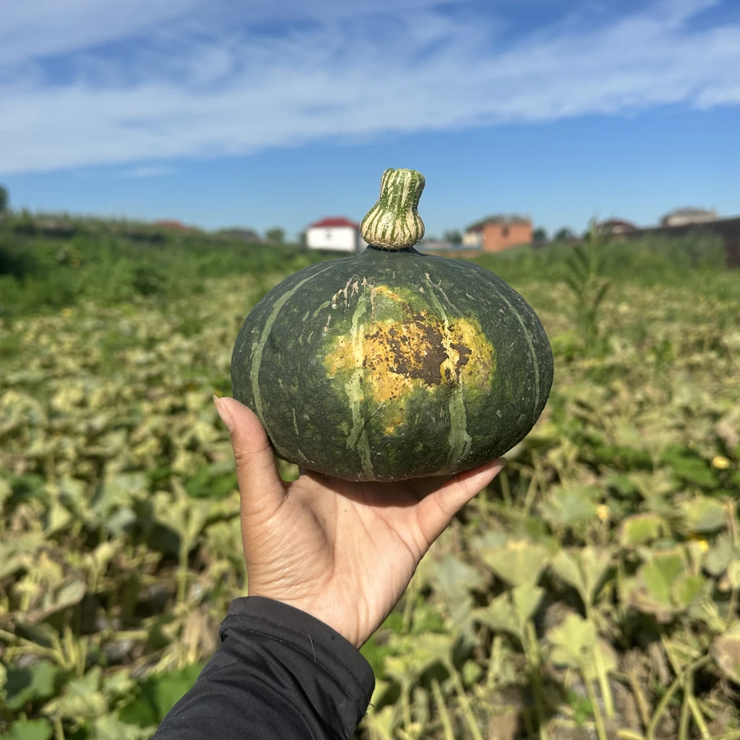 哈尔滨农家窝瓜落花面甜面口感4.8～5.2斤