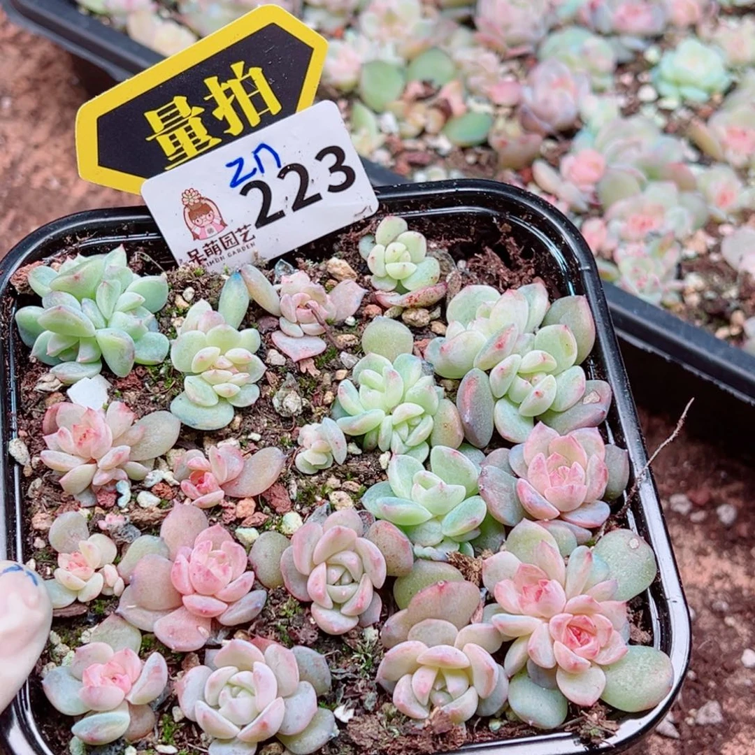 多肉植物多肉植物