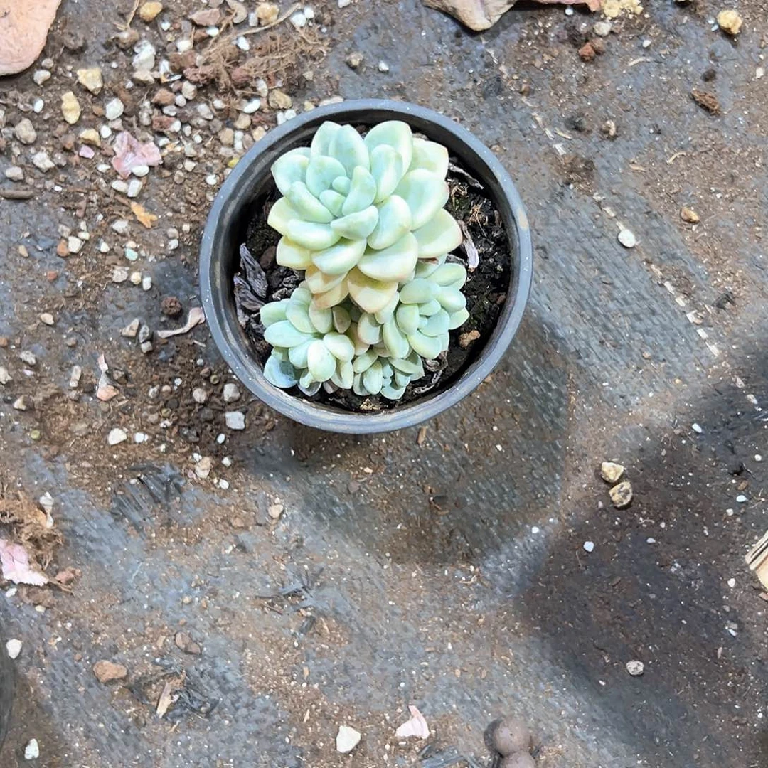 香*儿多肉植物一物一拍