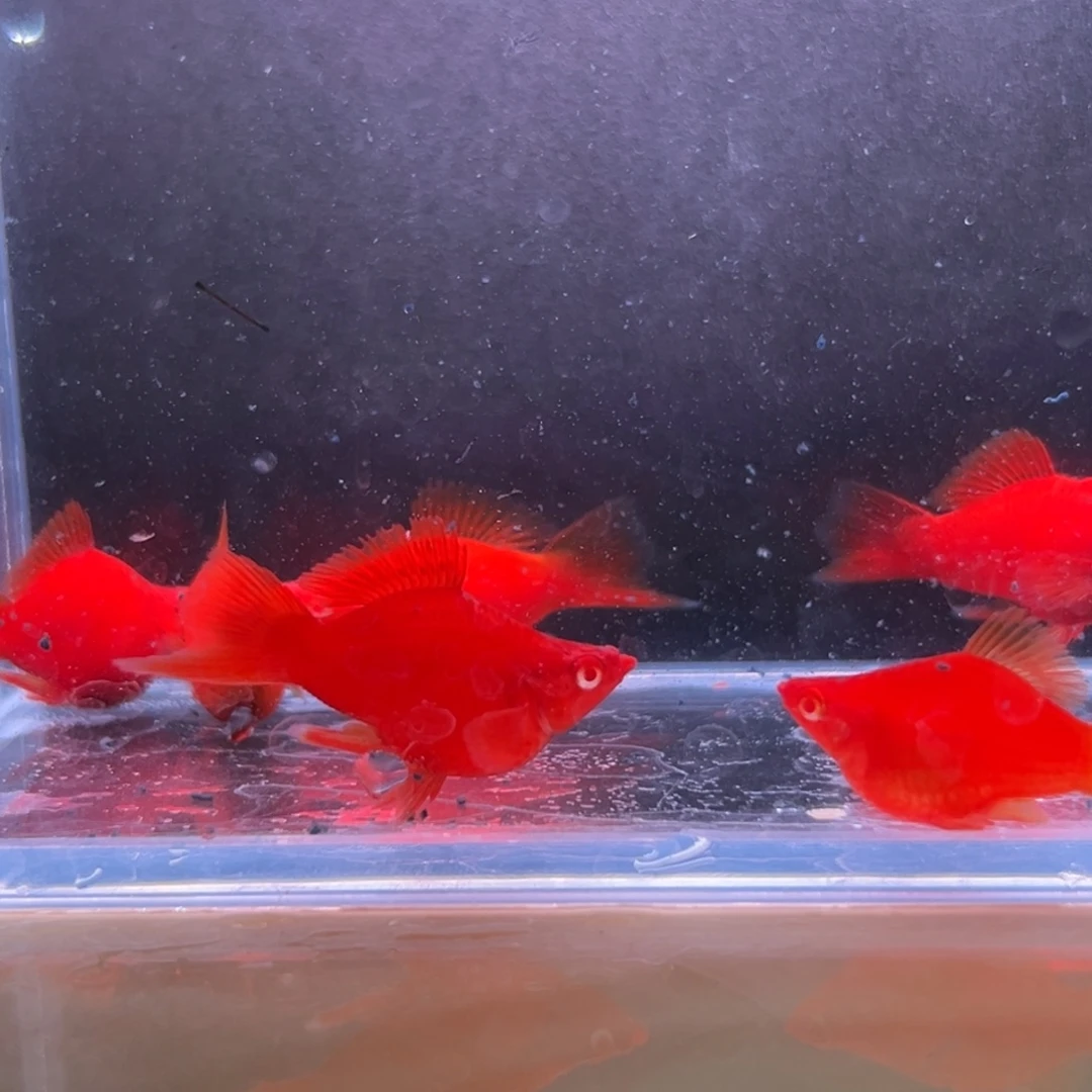 孔雀鱼红箭球三条备损三条