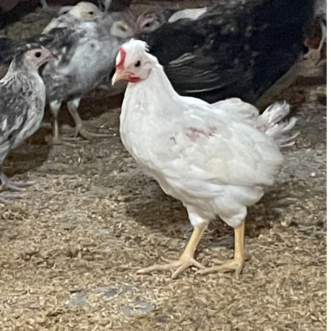 宠物鸡鹊山鸡7-8两以上顺丰直发