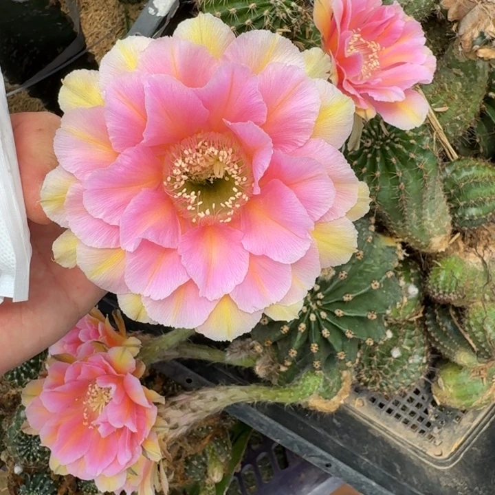 285彩草淑妃歪无根侧牙4公分左右，20包邮