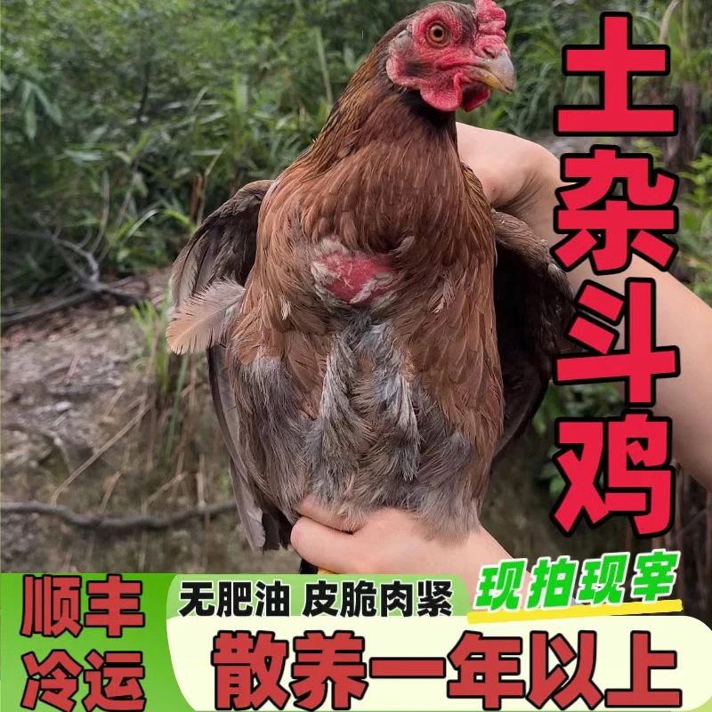 广西桂林散养1年以上土杂斗鸡顺丰包邮
