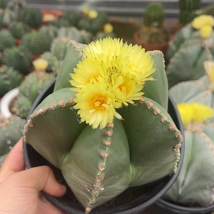 无花朵在唱歌过个好年就你那那那那你把VB