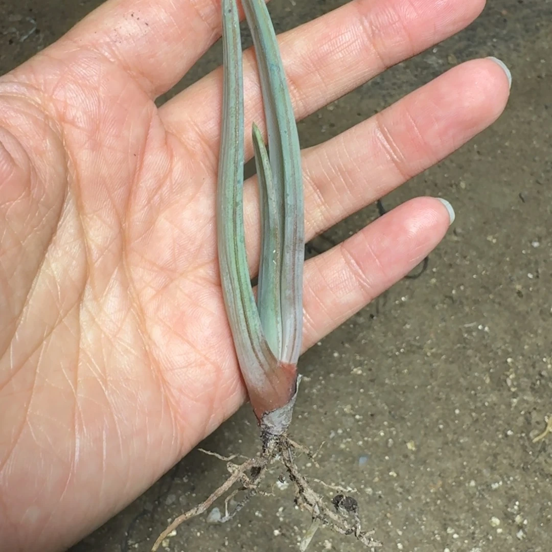 折扇芦荟小苗一物一拍多肉