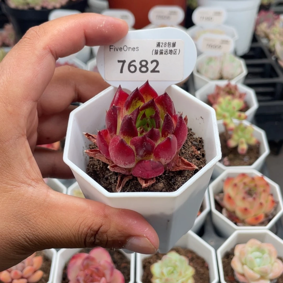 7682篝火4.5厘米