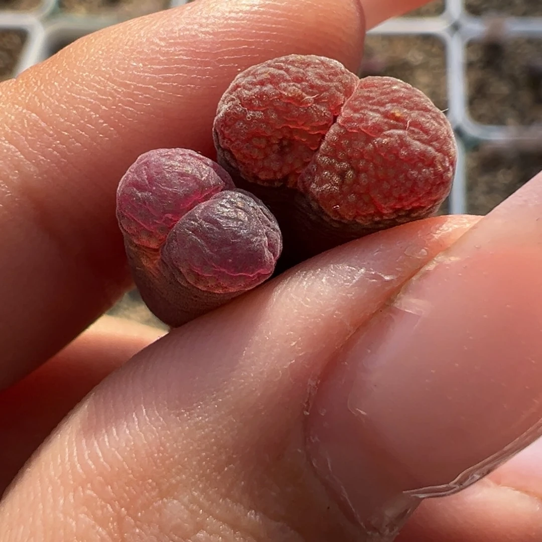 回***料紫晶 炙热玫瑰多肉植物