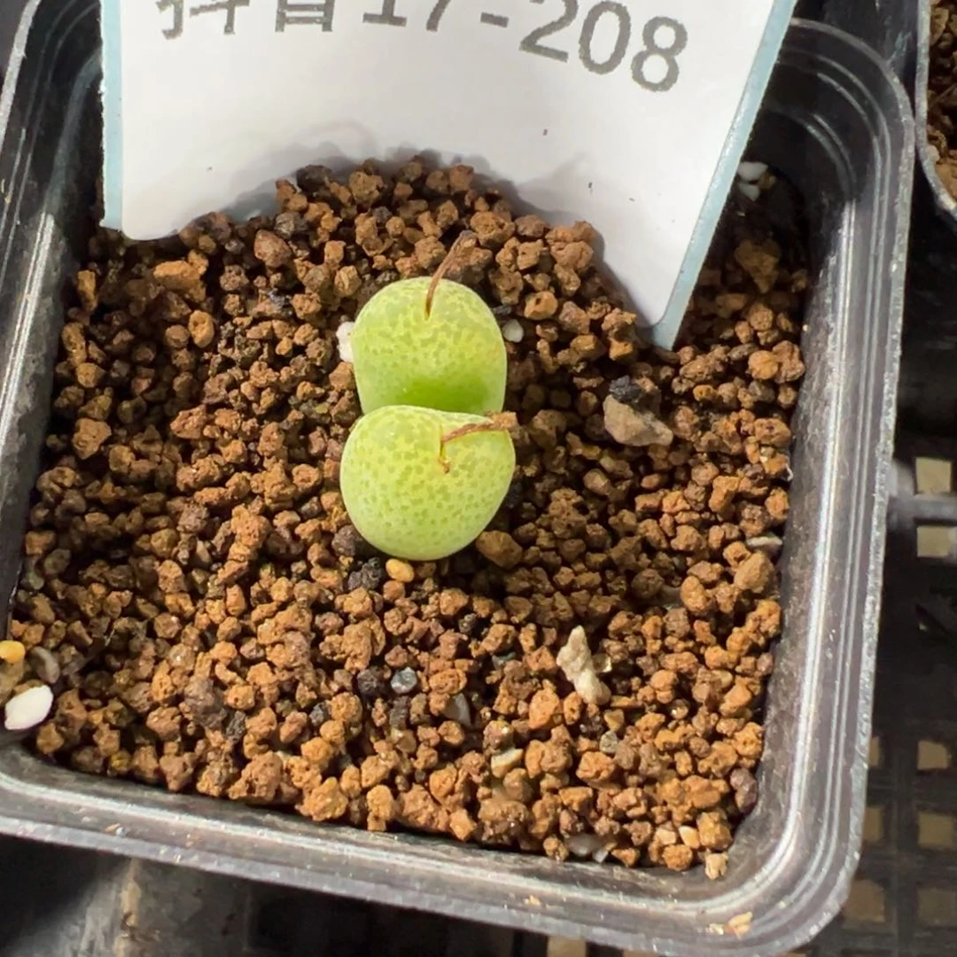 17-208河马肉锥多肉植物