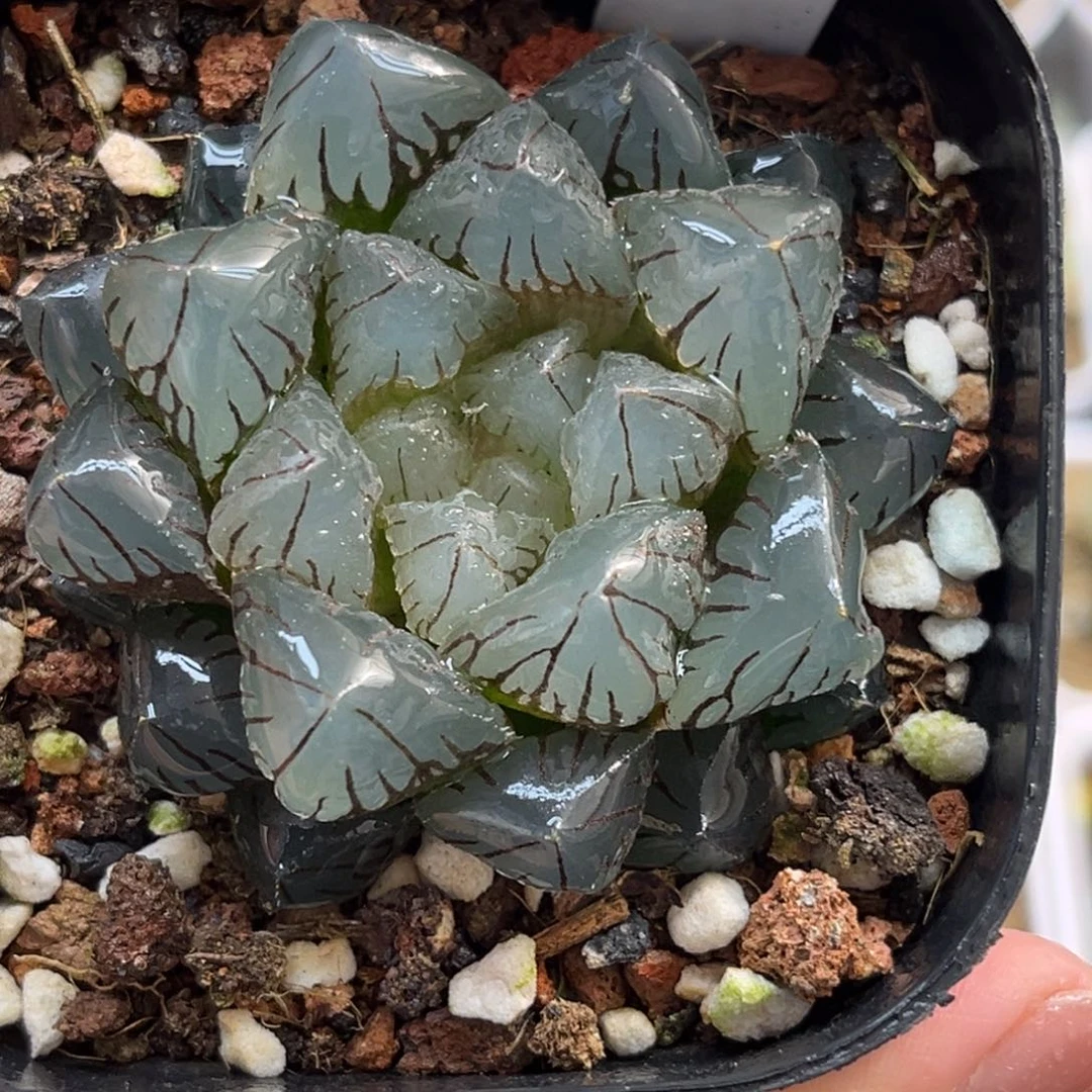 16泰坦水晶玉露福利专场