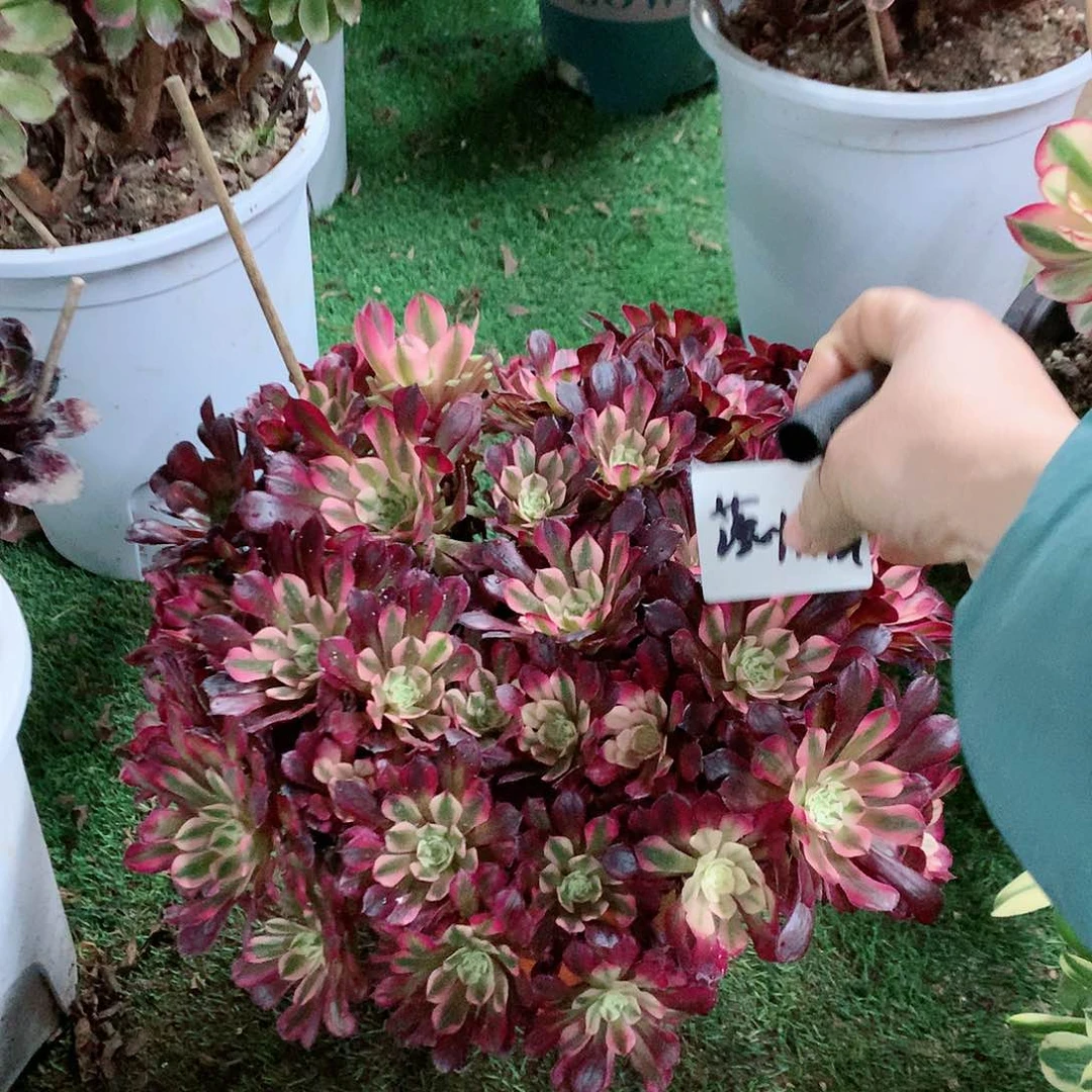 【闪购商品】落**秋红铜白，多肉