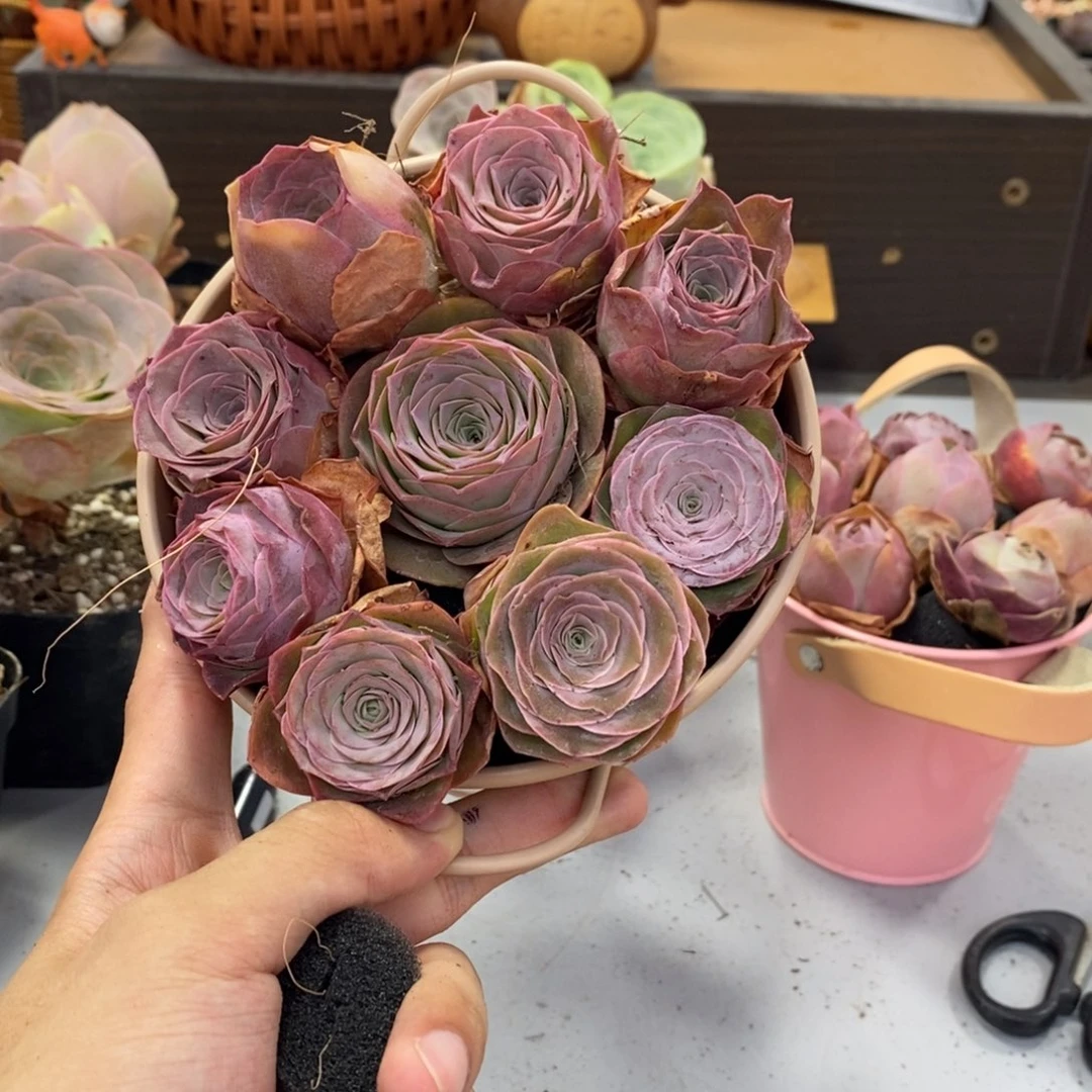 山地玫瑰0000000020