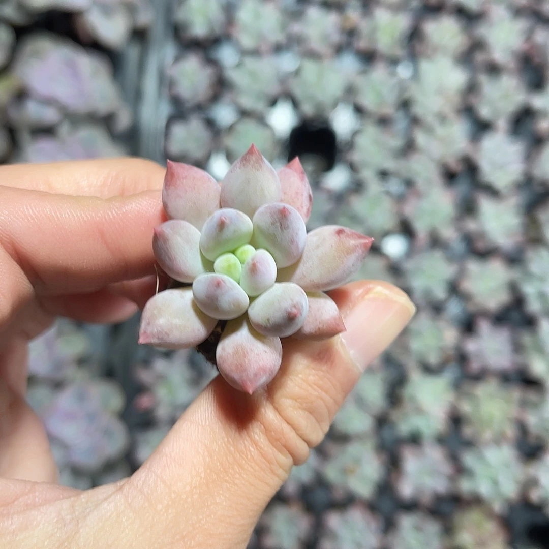 精品红蜻蜓多肉植物