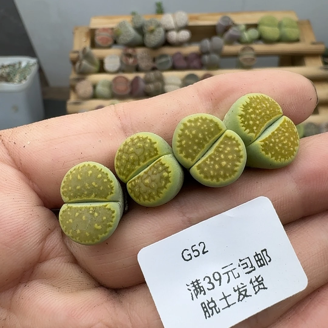 52多肉哈哈哈哈哈哈