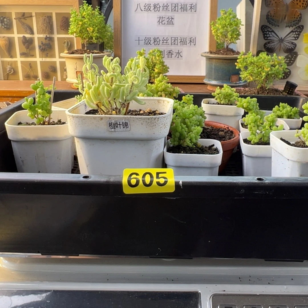 枝干番杏多肉植物605