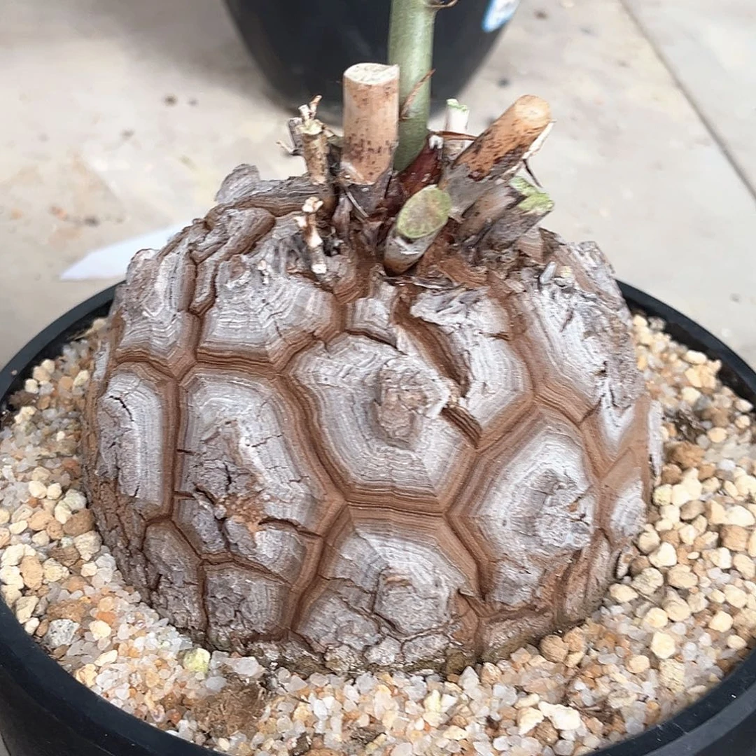 潮流植物足球南非龟，大甲