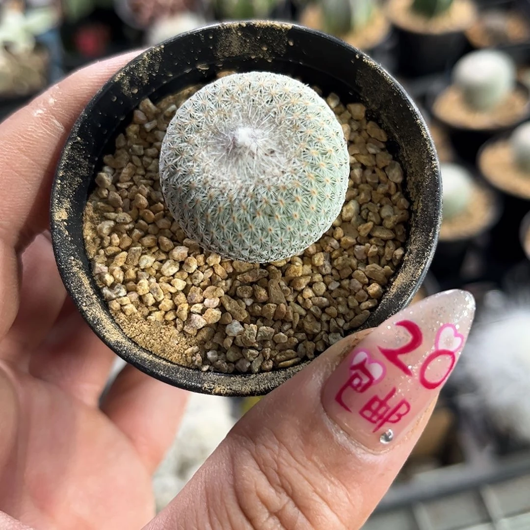 月世界实生单头发货有根