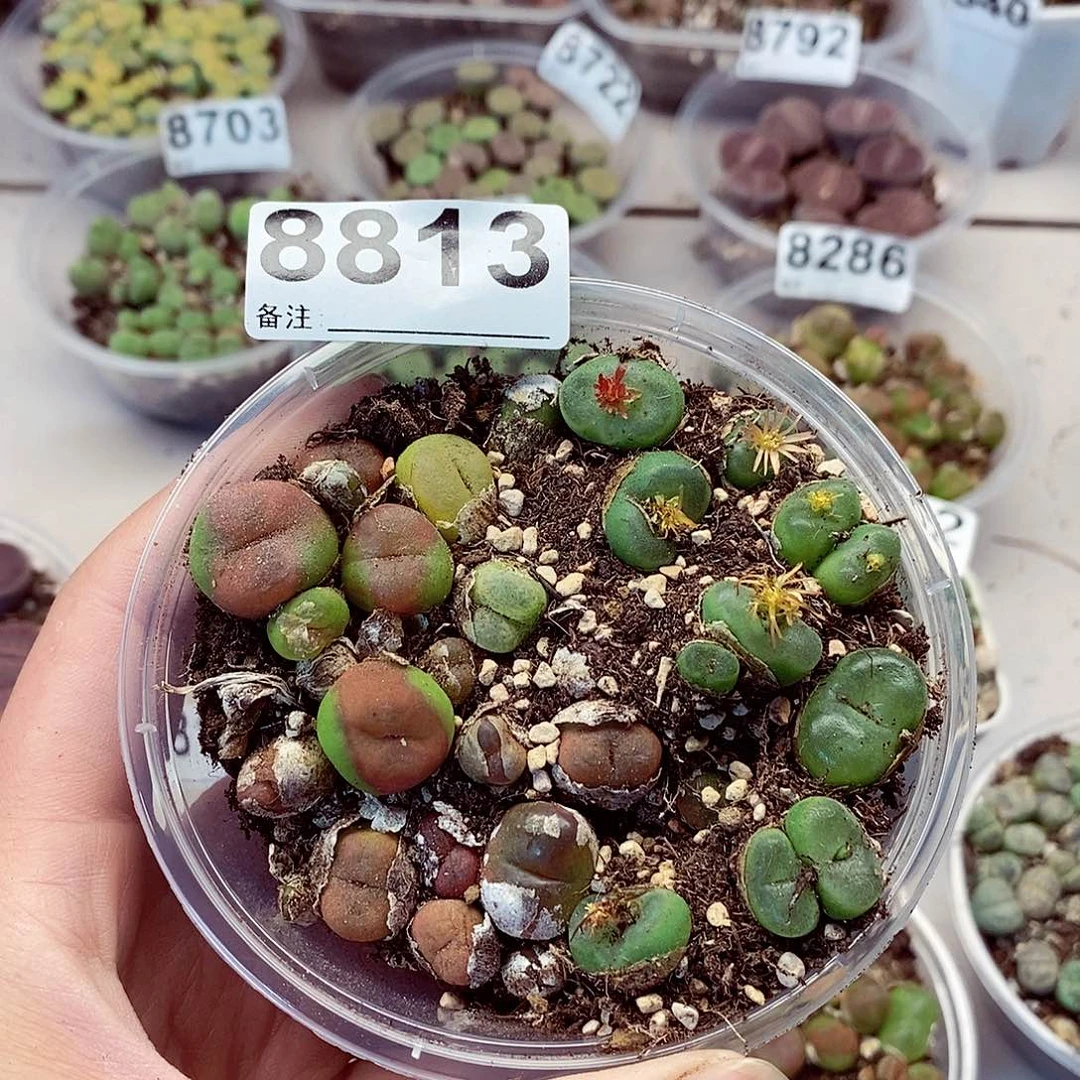 圆**.8813啊快快乐乐咯